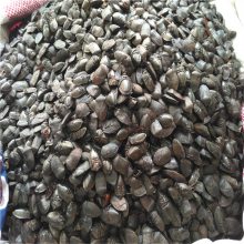 九香虫中药属性与功效作用：性味特征、临床作用及方剂举例插图1