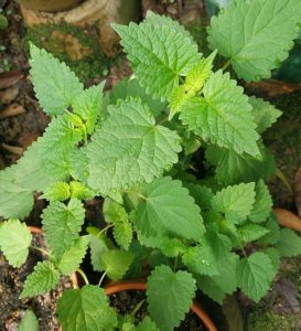 泽泻科泽泻草药介绍​