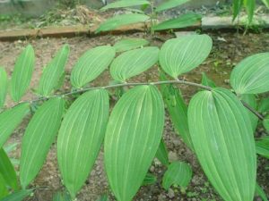 百合科滇黄精等草药介绍​