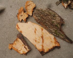 香樟根皮：领略独特属性，温中止痛功效与经典方剂解读?插图