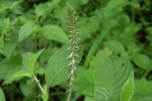罂粟科延胡索草药介绍​插图