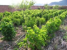 兰科天麻草药介绍​插图