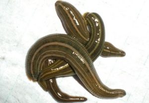 水蛭中药解析：生物属性、核心功效及主治病症全指南