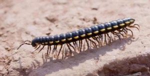 马陆中药解析：生物属性、药用功能与主治病症详细说明插图