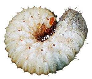 蛴螬中药：生物形态属性、主要功效作用与常用方剂整理插图