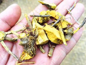 毛茛科黄连等草药介绍​插图1
