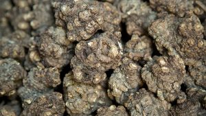 酒川芎：领略独特属性，挖掘其背后的强效方剂？插图