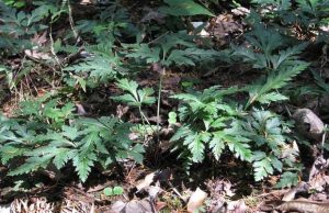 毛茛科黄连等草药介绍：功效与鉴别全解析插图3