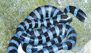 海蛇中药百科：海洋生物属性、药用功效与主治病症解析插图