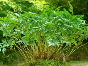 毛茛科黄连等草药介绍​插图2