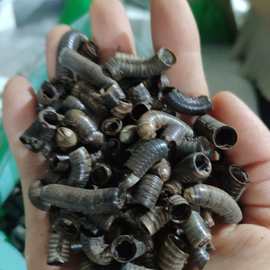 山蛩虫中药百科：形态属性、药用功效与主治病症解析插图