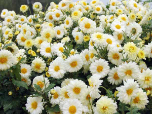 滁菊花：滁州菊花别样韵，养生功效及方剂，裕亨中药为您道来？插图