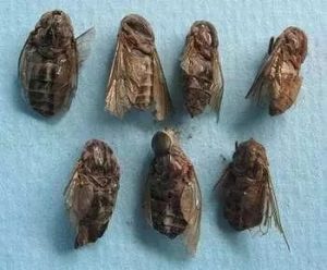 虻虫中药属性详解：药用功效、临床作用及经典方剂参考插图