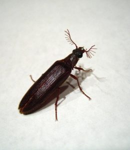 叩头虫中药：药材属性分类、主要功效作用及常用方剂整理插图