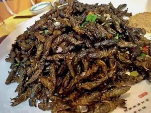 蝼蛄中药：性味归经属性解析，核心功效与作用及实用方剂推荐插图
