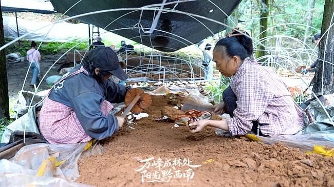 贵州王华磊教授率队测产天麻示范基地，聚焦产业问题，力促百亿级天麻产业发展插图