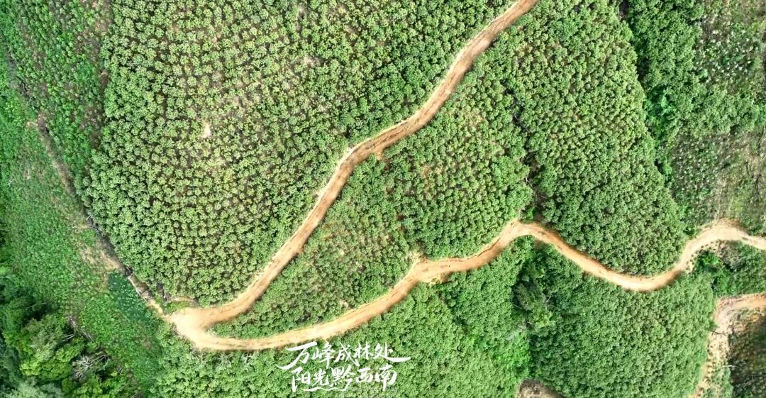 贵州王华磊教授率队测产天麻示范基地，聚焦产业问题，力促百亿级天麻产业发展插图1