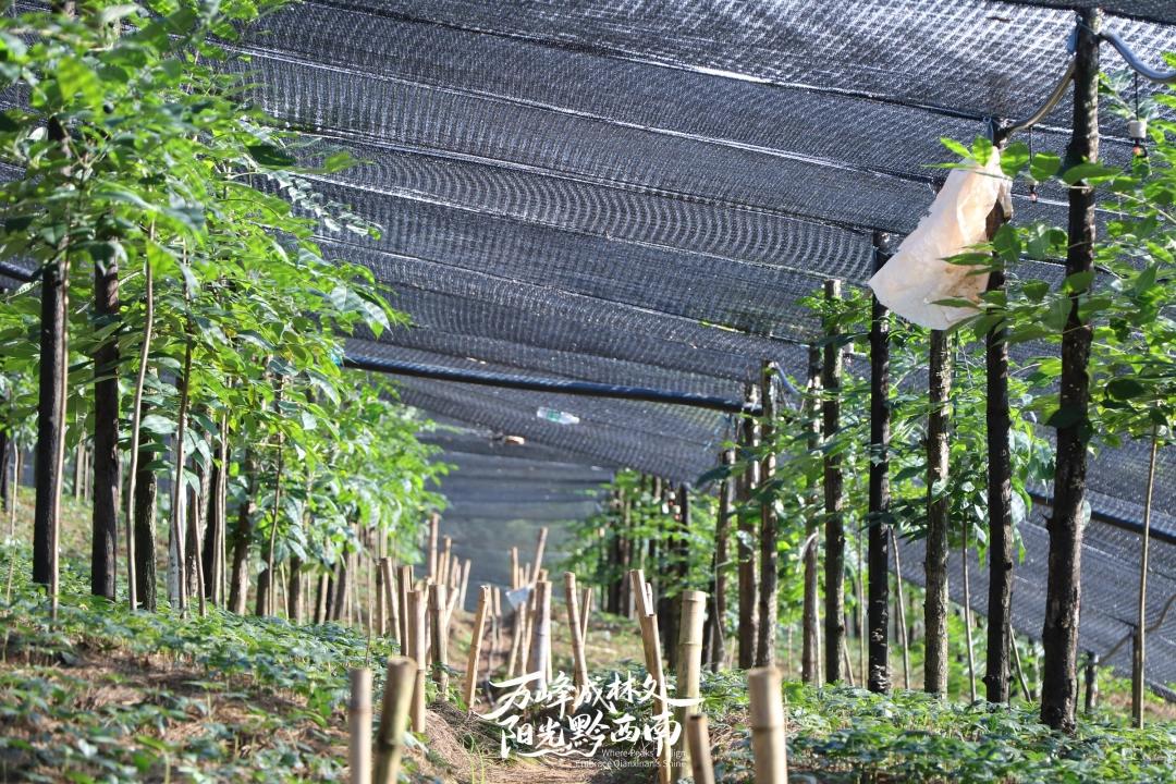 贵州王华磊教授率队测产天麻示范基地，聚焦产业问题，力促百亿级天麻产业发展插图2