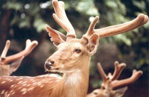 鹿茸中药百科：滋补属性、核心功效与主治病症全解析插图2