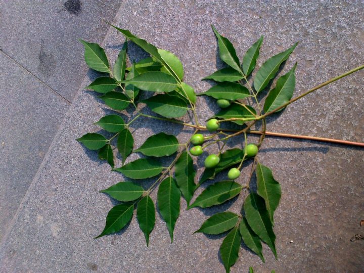 苦楝木属性与功效：功能主治、药材性状及常用方剂讲解？插图
