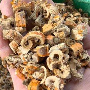 槐树根皮：深度探究属性，凉血止血等功效及方剂推荐?插图