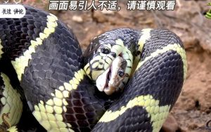 银环蛇中药百科：毒性属性、药用功效与主治病症解析