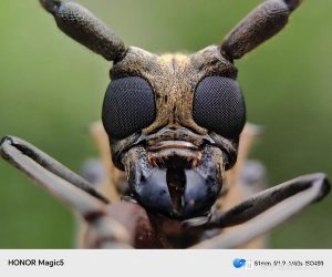 天牛中药：药材属性分类、核心功效作用及实用方剂参考插图