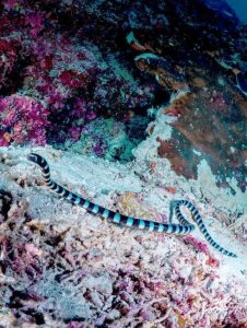 海蛇中药百科：海洋生物属性、药用功效与主治病症解析插图1