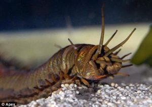 沙蚕中药属性指南：生物特征、功效作用及主治病症说明插图2