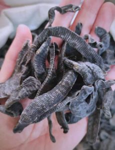 水蛭中药解析：生物属性、核心功效及主治病症全指南插图1