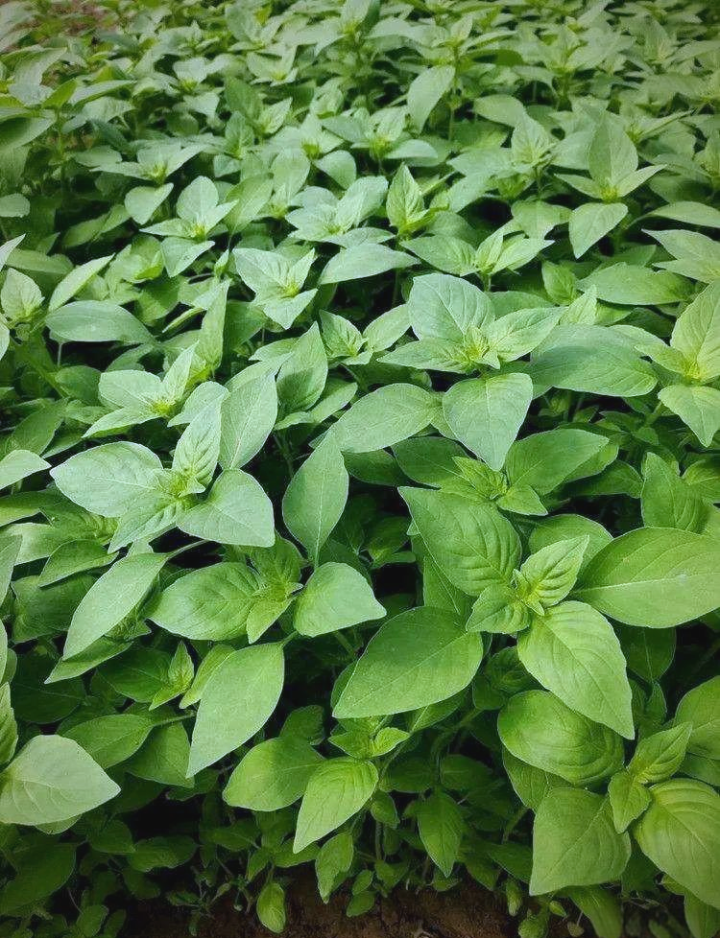 荆芥：深挖属性精髓，明晰功能主治、药材性状与多样食用法？