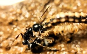 山蛩虫中药百科：形态属性、药用功效与主治病症解析插图2