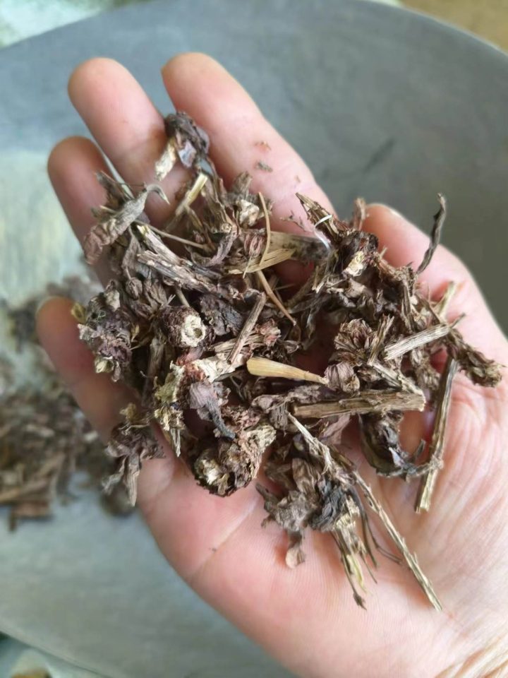 瓦松：解析属性奥秘，探索功能主治、药材性状及食用方案？