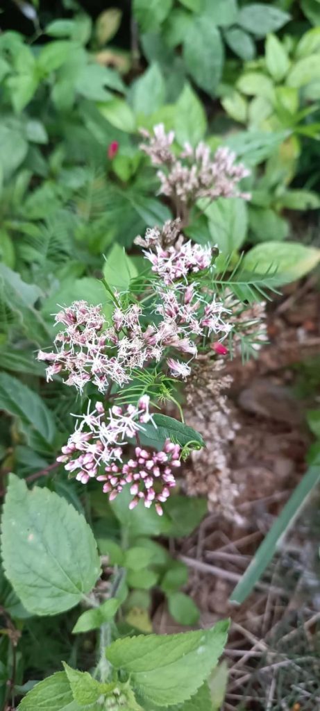 佩兰：洞察属性特色，解读功能主治、药材性状及传统食用法？