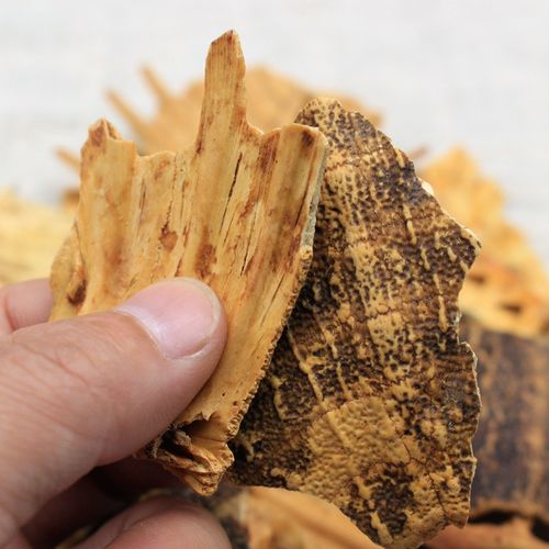 鳖甲：鳖甲作为中药，属性、性状几何？主治症状，方剂选用门道？插图