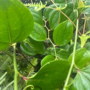 百合科光叶菝葜草药介绍​插图