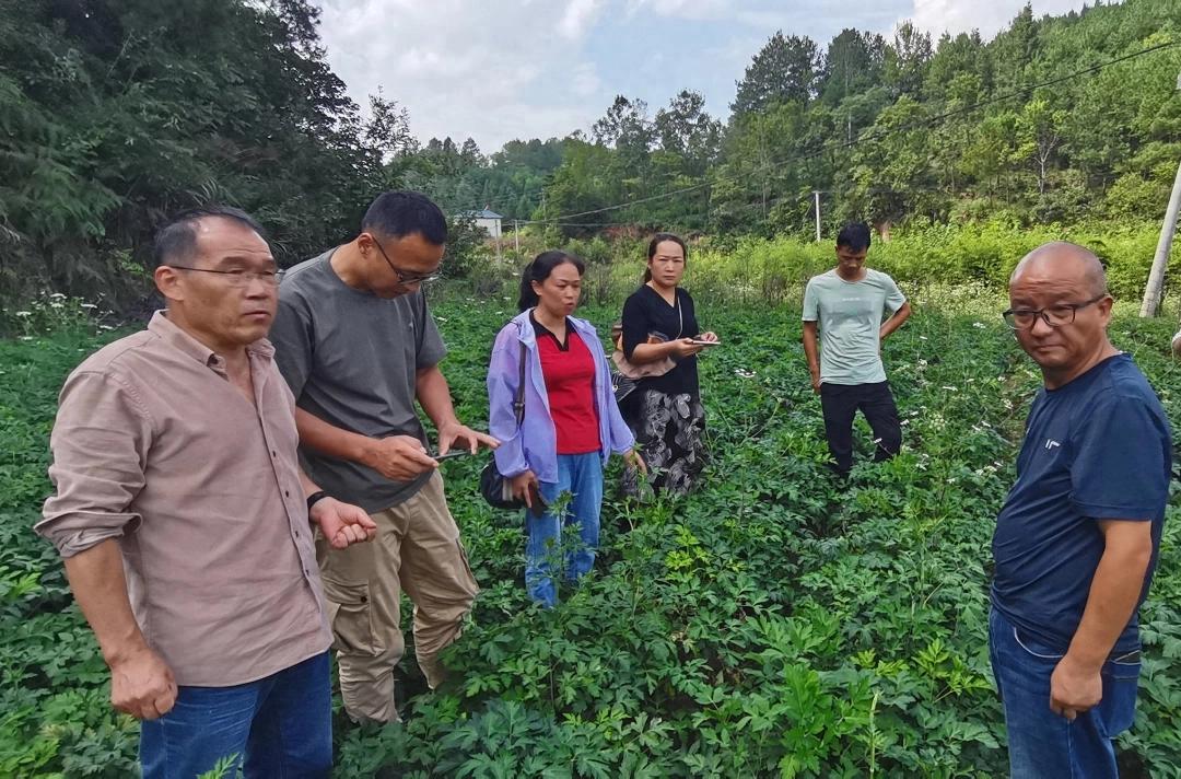 黔东南州唯一！贵州金草海公司项目获省科技进步奖，引领喀斯特中药材生态种植创新